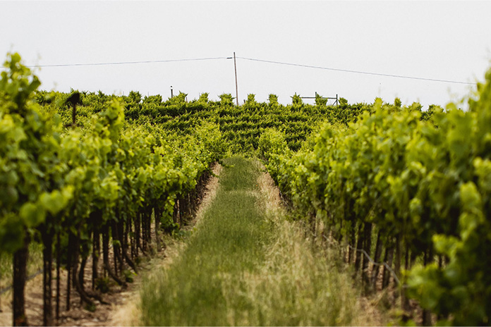 Sleepy Hallow vineyard